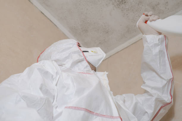 Best Toxic Mold Removal  in Glen Burnie, MD